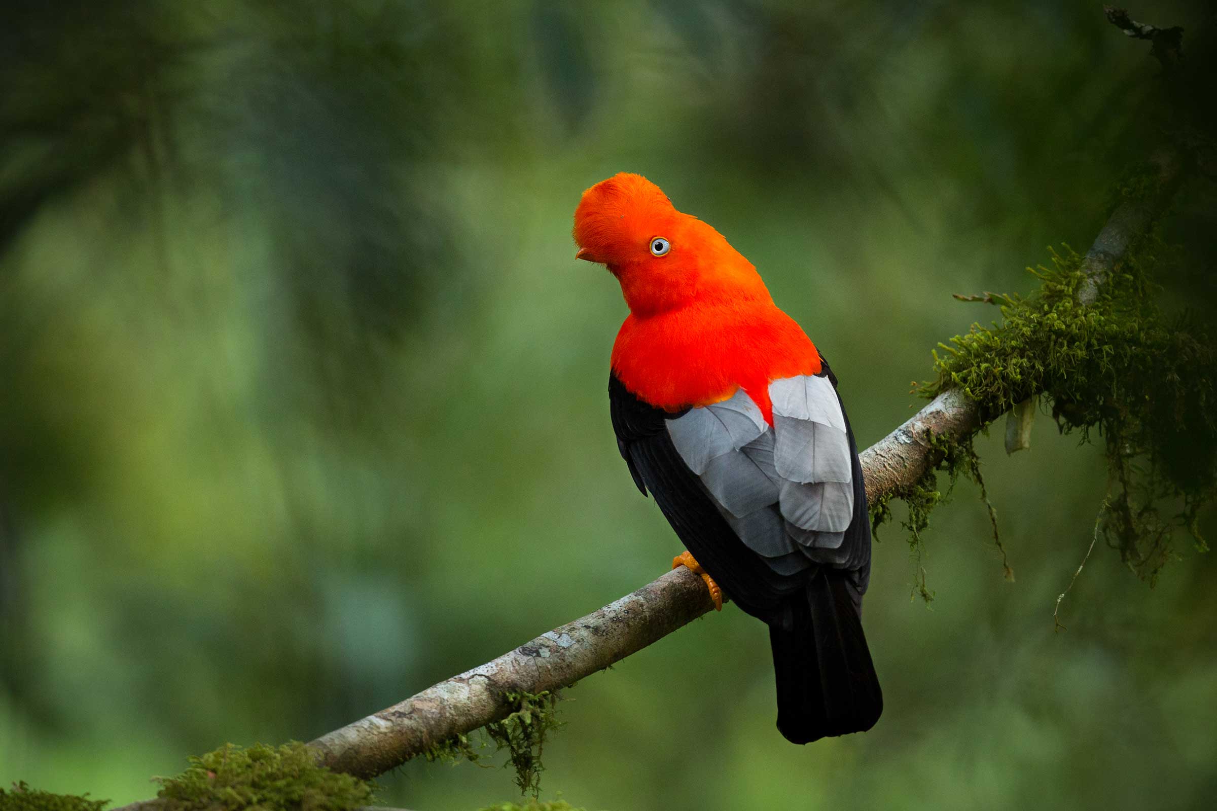 Amazonas Lodge – Puerto Maldonado (4 Days / 3 Nights)